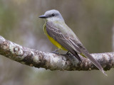 tropical kingbird <br> tropische koningstiran <br> Tyrannus melancholicus