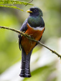 orange-bellied trogon <br> oranjebuiktrogon <br> Trogon aurantiiventris