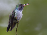 blue-chested hummingbird <br> blauwbuikamazilia <br> Polyerata amabilis
