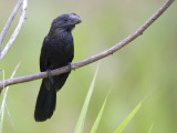 smooth-billed ani <br> gladsnavelani <br> Crotophaga ani