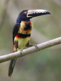 collared aracari <br> halsbandarassari <br> Pteroglossus torquatus