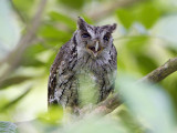 tropical screech-owl