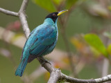 green honeycreeper <br> groene suikervogel <br> Chorophanes spiza