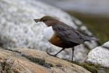 dipper <br> waterspreeuw <br> Cinclus cinclus