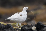 rock ptarmigan (winter plumage) <br> alpensneeuwhoen <br> Lagopus mutus