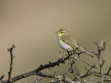 willow warbler <br> fitis <br> Phylloscopus trochilus