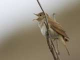 common nightingale <br> nachtegaal <br> Luscinia megarhynchos