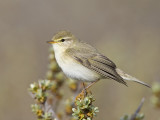 willow warbler <br> fitis <br> Phylloscopus trochilus
