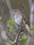 common nightingale <br> nachtegaal <br> Luscinia megarhynchos