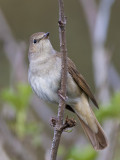 common nightingale <br> nachtegaal <br> Luscinia megarhynchos