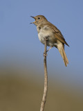 common nightingale <br> nachtegaal <br> Luscinia megarhynchos