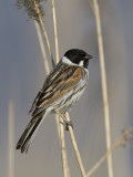 reed bunting <br> rietgors <br> Emberiza schoeniclus