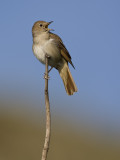 common nightingale <br> nachtegaal <br> Luscinia megarhynchos