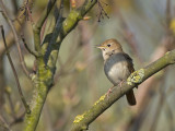 common nightingale <br> nachtegaal <br> Luscinia megarhynchos