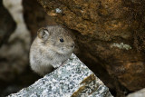 Baby Pika