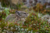 Pika