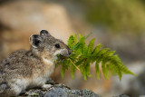 Pika