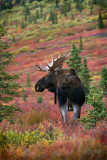 Bull Moose