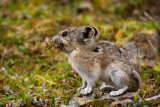 Pika