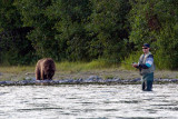 Brown Bear