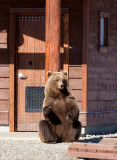 Grizzly At The Outhouse Door!