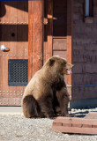 Grizzly At The Outhouse Door!