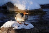 Merganser
