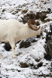 Dalls Sheep - Ram