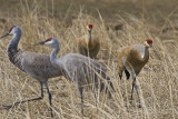 Sandhill Cranes