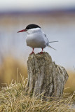 Tern