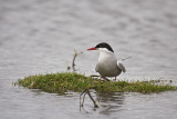 Tern