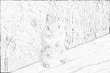 Squirrel_line_drawing_2.jpg