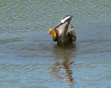 Great Blue Heron with next meal