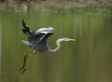Great Blue Heron being harassed by a red-winged blackbird 2