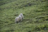 Wild sheep