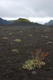 Lonely plant in lava desert