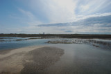 Salt Marsh