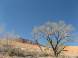 Desert tree