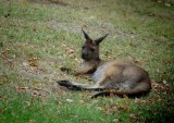 Melbourne_2008 100.jpg