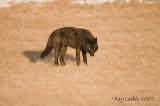 Member of the Mollie Pack