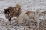 Sled Dogs