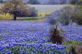 wildflowers_of_texas