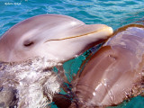 Cozumel - Mexico
