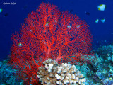 Great Barrier Reef - Australia