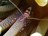 Bonaire - Netherlads Antilles