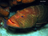 Cozumel - Mexico