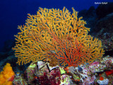 Great Barrier Reef - Australia