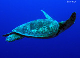Koror - Palau Republic