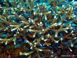 Mamanucas - Fiji Islands