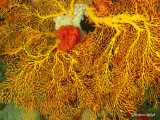Great Barrier Reef - Australia